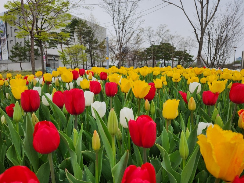 (수시) 한밭수목원 4월의 봄꽃 만개(튤립).jpg