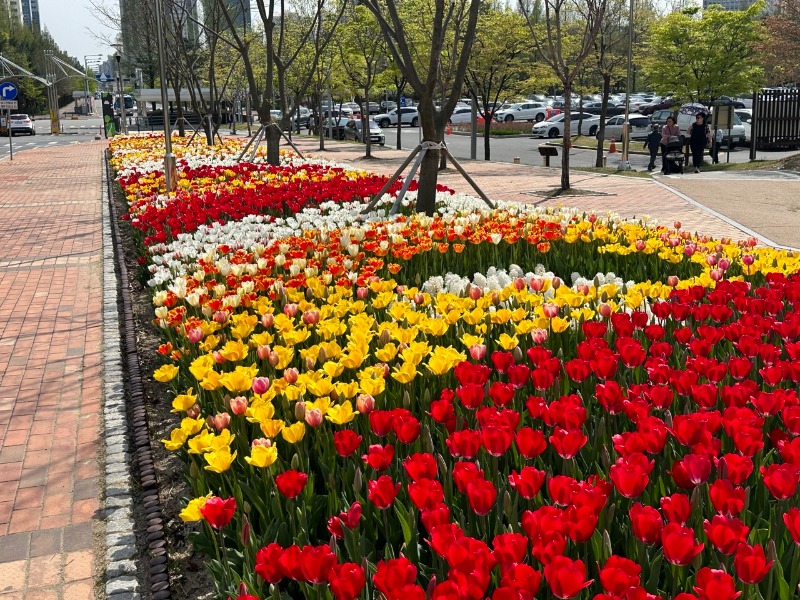 (수시) 한밭수목원 4월의 봄꽃 만개(튤립-1).jpg