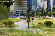 송현녹지광장. 야생화 꽃단지가 한창... 도심속 힐링 공간