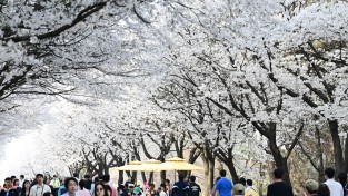 “제8회 여주흥천남한강벚꽃축제” 성황리에 마무리