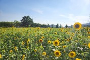 [포토뉴스] 대부도, 섬을 덮은  해바라기 꽃... 한여름 쉼터