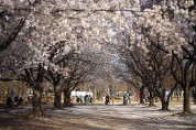 서울에서 사라진 복숭아꽃, 살구꽃…이들은 다 같은 벚나무 였을듯